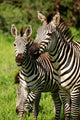 Zebra Wall Mural