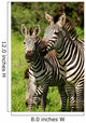 Zebra Wall Mural