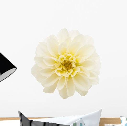 White Chrysanthemum