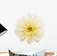 White Chrysanthemum