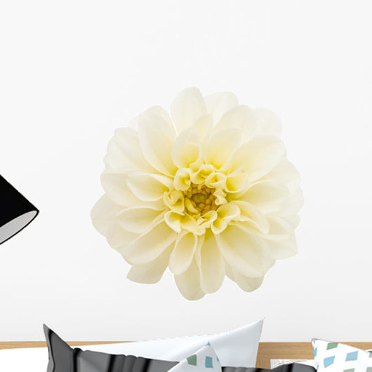 White Chrysanthemum