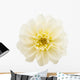 White Chrysanthemum