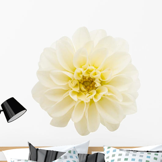 White Chrysanthemum