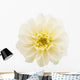 White Chrysanthemum