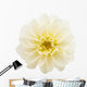 White Chrysanthemum