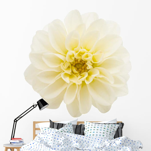 White Chrysanthemum
