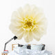White Chrysanthemum