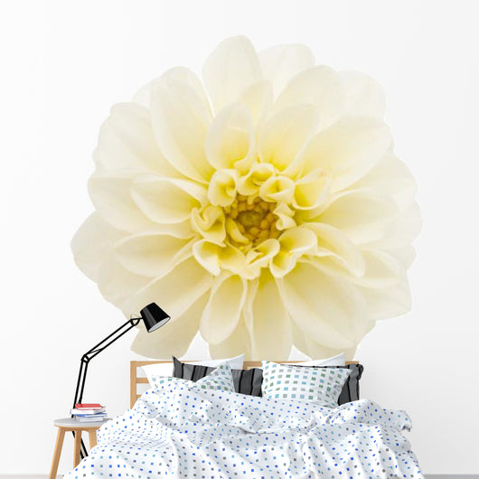 White Chrysanthemum