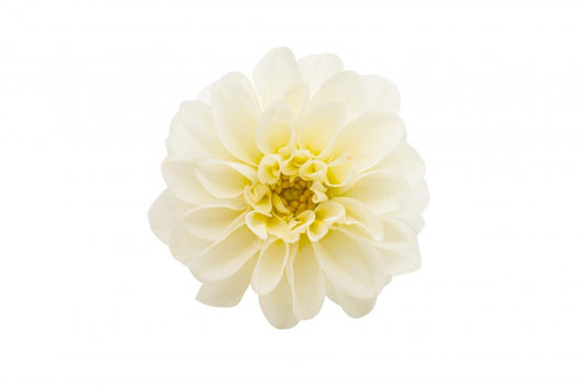 White Chrysanthemum