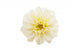 White Chrysanthemum