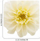 White Chrysanthemum