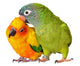 Loving Conure Parrots Wall Decal