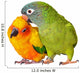 Loving Conure Parrots Wall Decal