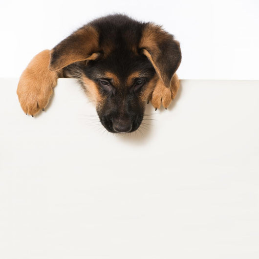 Schäferhundwelpe Wall Decal