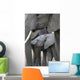African Elephant Wall Mural