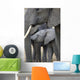 African Elephant Wall Mural