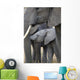 African Elephant Wall Mural