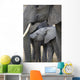 African Elephant Wall Mural