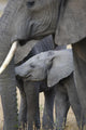 African Elephant Wall Mural