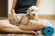 woman holding dog in yoga class Wall Mural