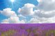 lavender field Wall Mural
