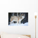 Wolf Standing Cold Winter