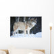 Wolf Standing Cold Winter