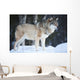 Wolf Standing Cold Winter