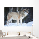 Wolf Standing Cold Winter