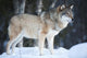 Wolf Standing Cold Winter