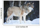 Wolf Standing Cold Winter