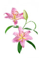 Pink Lily Flowers Wall Decal