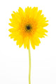 Yellow gerbera flower Wall Decal