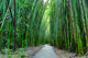 Bamboo Forrest