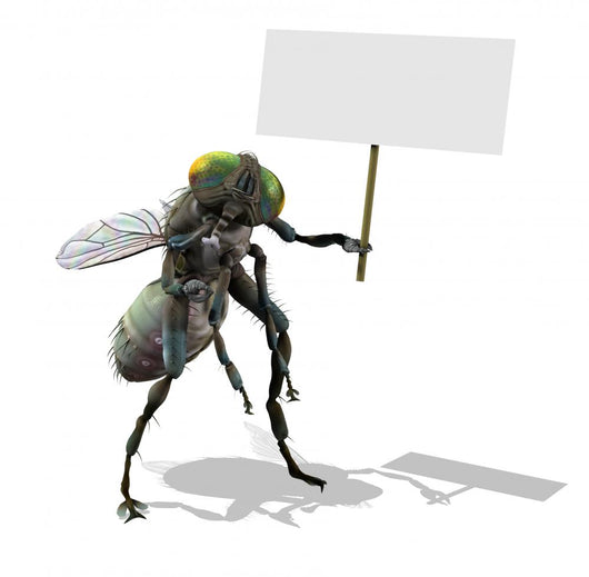 Giant Fly with Blank Sign Wall Decal
