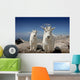 Mountain Goats in Colorado Wall Mural