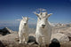 Mountain Goats in Colorado Wall Mural