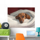 Dog in Blanket Wall Mural
