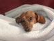 Dog in Blanket Wall Mural