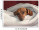 Dog in Blanket Wall Mural