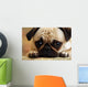 Sad Pug Puppy Wall Mural
