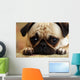 Sad Pug Puppy Wall Mural