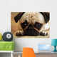 Sad Pug Puppy Wall Mural