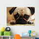 Sad Pug Puppy Wall Mural