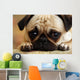 Sad Pug Puppy Wall Mural