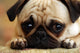 Sad Pug Puppy Wall Mural