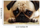 Sad Pug Puppy Wall Mural