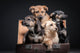 dog Wall Mural