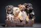 dog Wall Mural