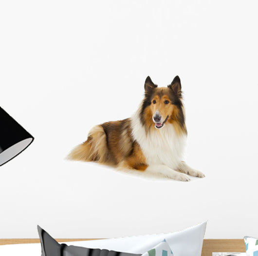 Rough Collie